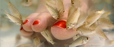 Låt fisken fixa pedikyren!