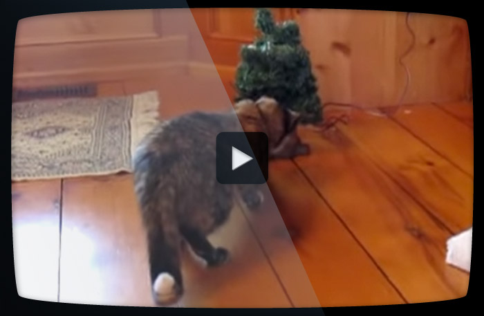Du måste se katten som smyger på julgranen och får sitt livs överraskning