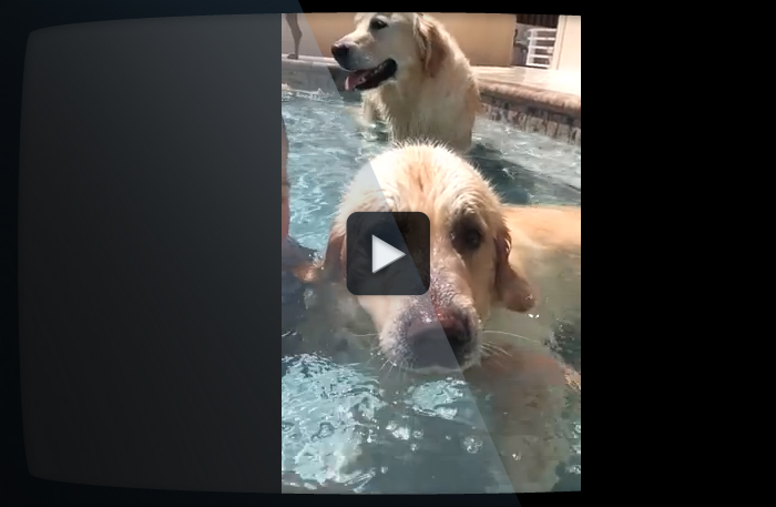 Hunden Diesel kan det bästa tricket just nu!