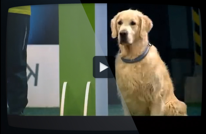 Den här golden retrievern får inget pris i lydnad men vinner solklart ändå!