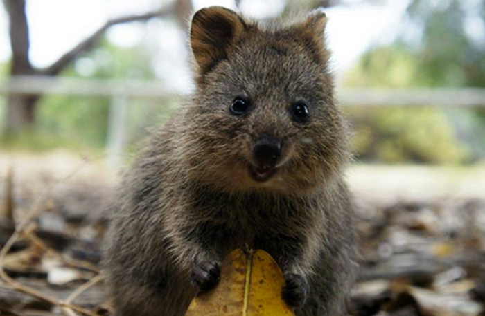 Säg hej till quokka – världens gladaste djur