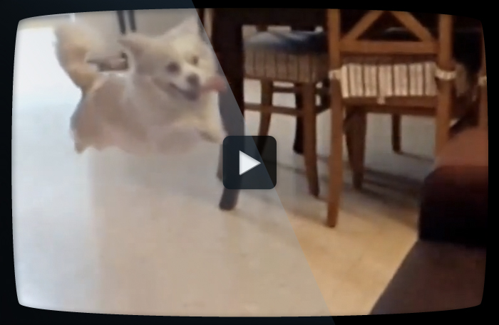 Den här slow motion-hunden kan lära dig mycket om livet