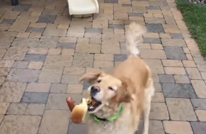 Vi kan inte sluta skratta åt hunden som är sämst på att fånga mat