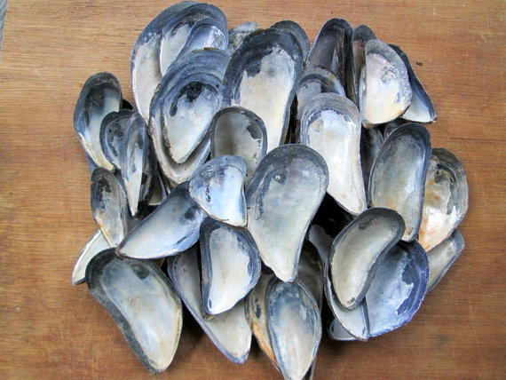 musslor