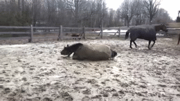 horse roll