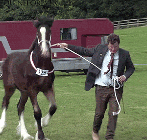 horse try