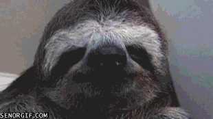 sloth