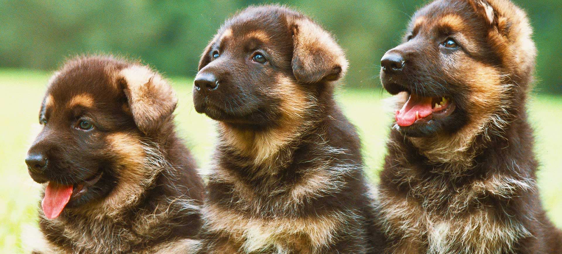 Nu kan du få ta hand om en hundvalp i ett år – helt gratis!