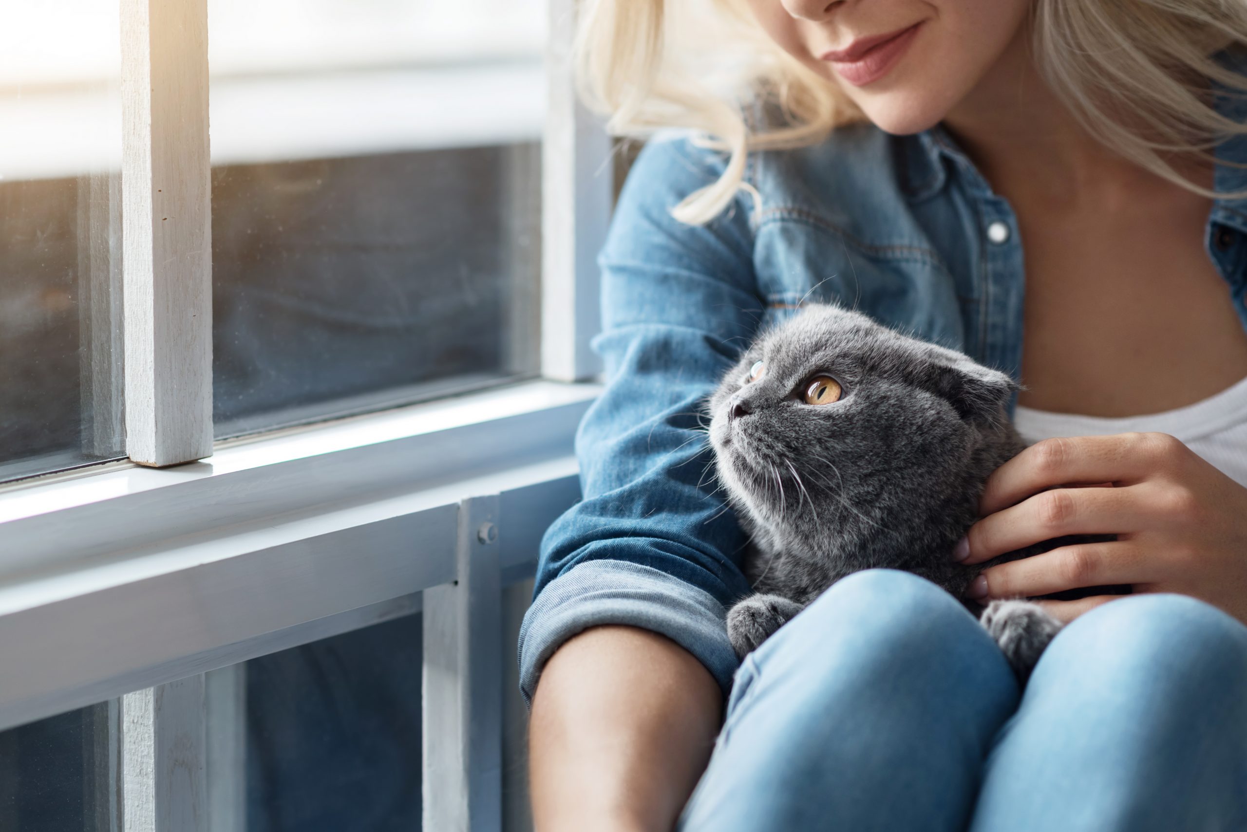 Nu kan du få jobb som professionell kattklappare