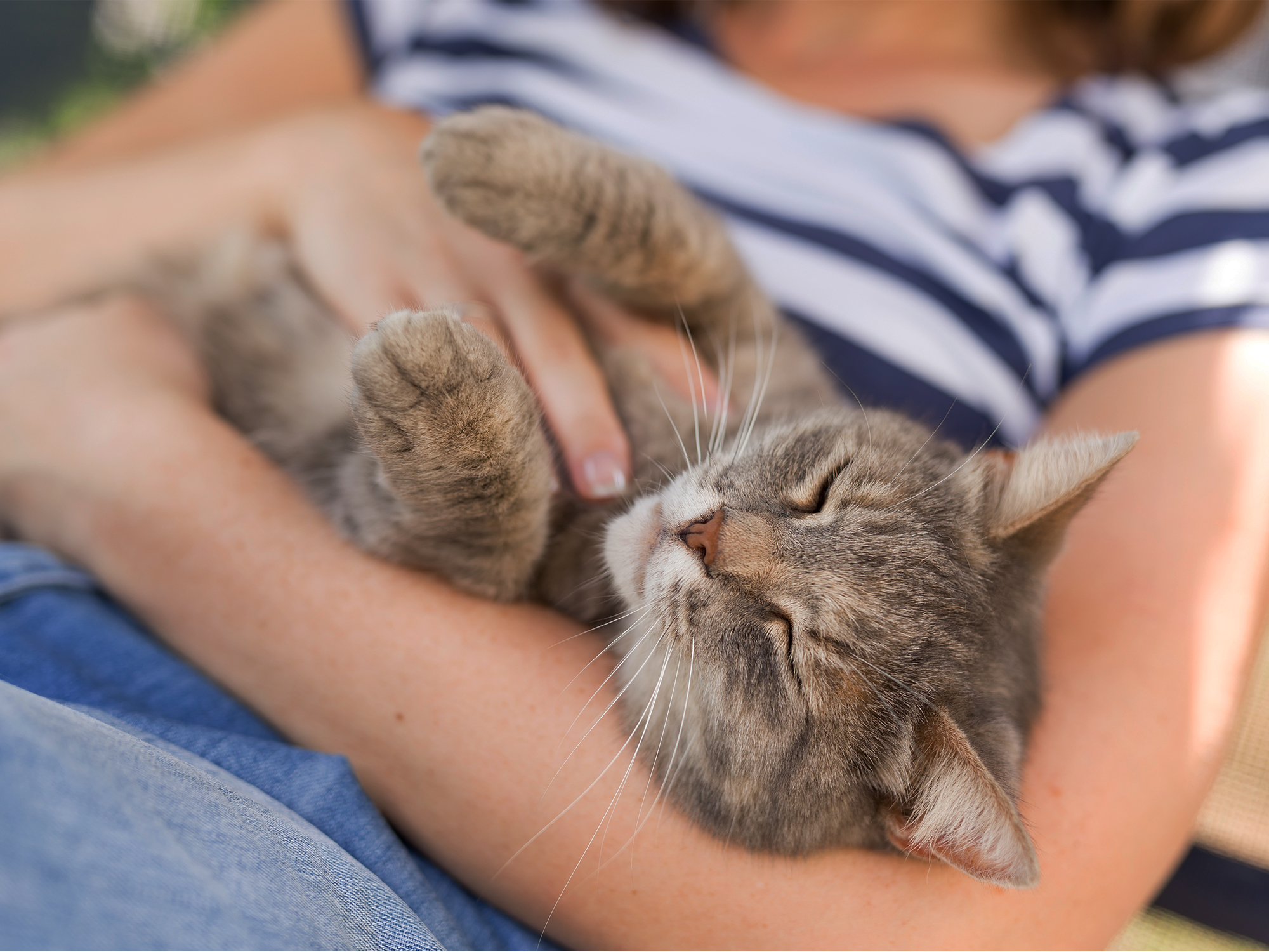 Experter: Att vara crazy catlady är bra för din mentala hälsa