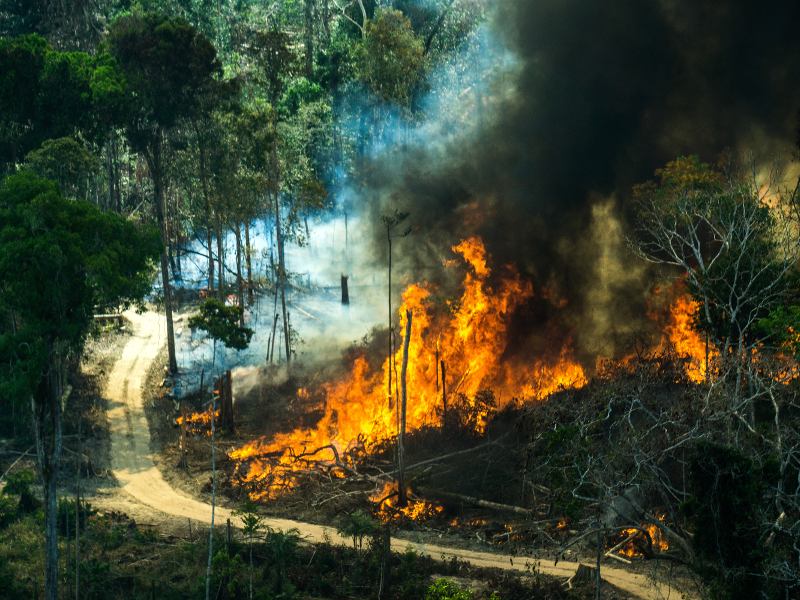 så hjälper du amazonas
