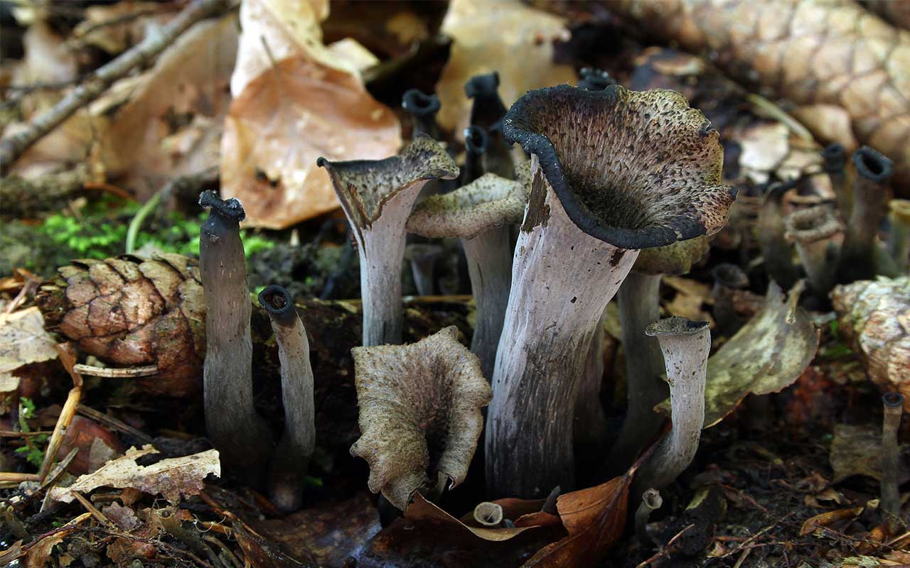 Recept: pasta med svart trumpetsvamp och vitt vin