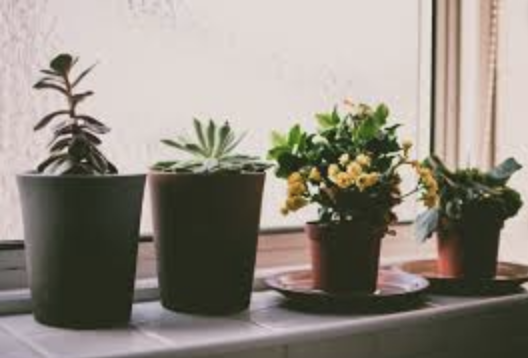 Växter minskar ångest.