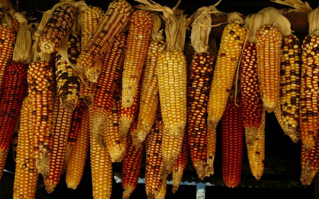 Hur nyttigt och fiberrikt är popcorn och hur många kalorier innehåller popcorn? 