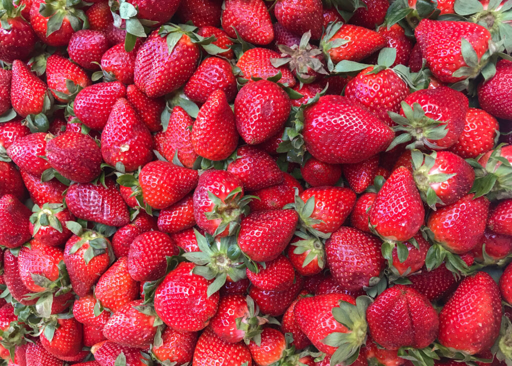 när ska man plantera jordgubbar