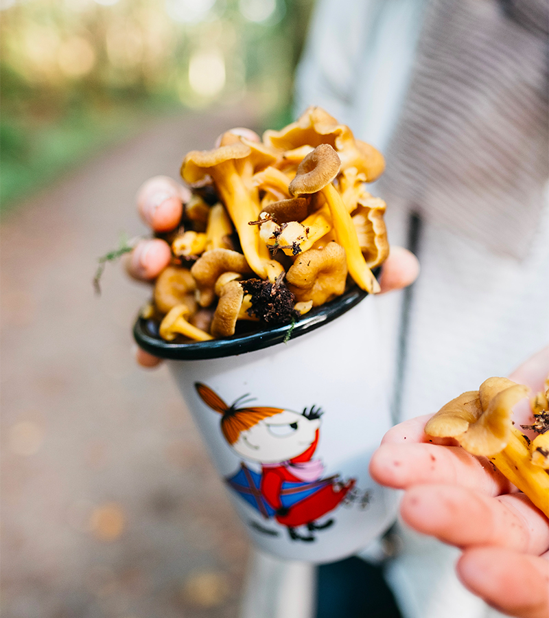 recept västerbottenpaj med kantareller