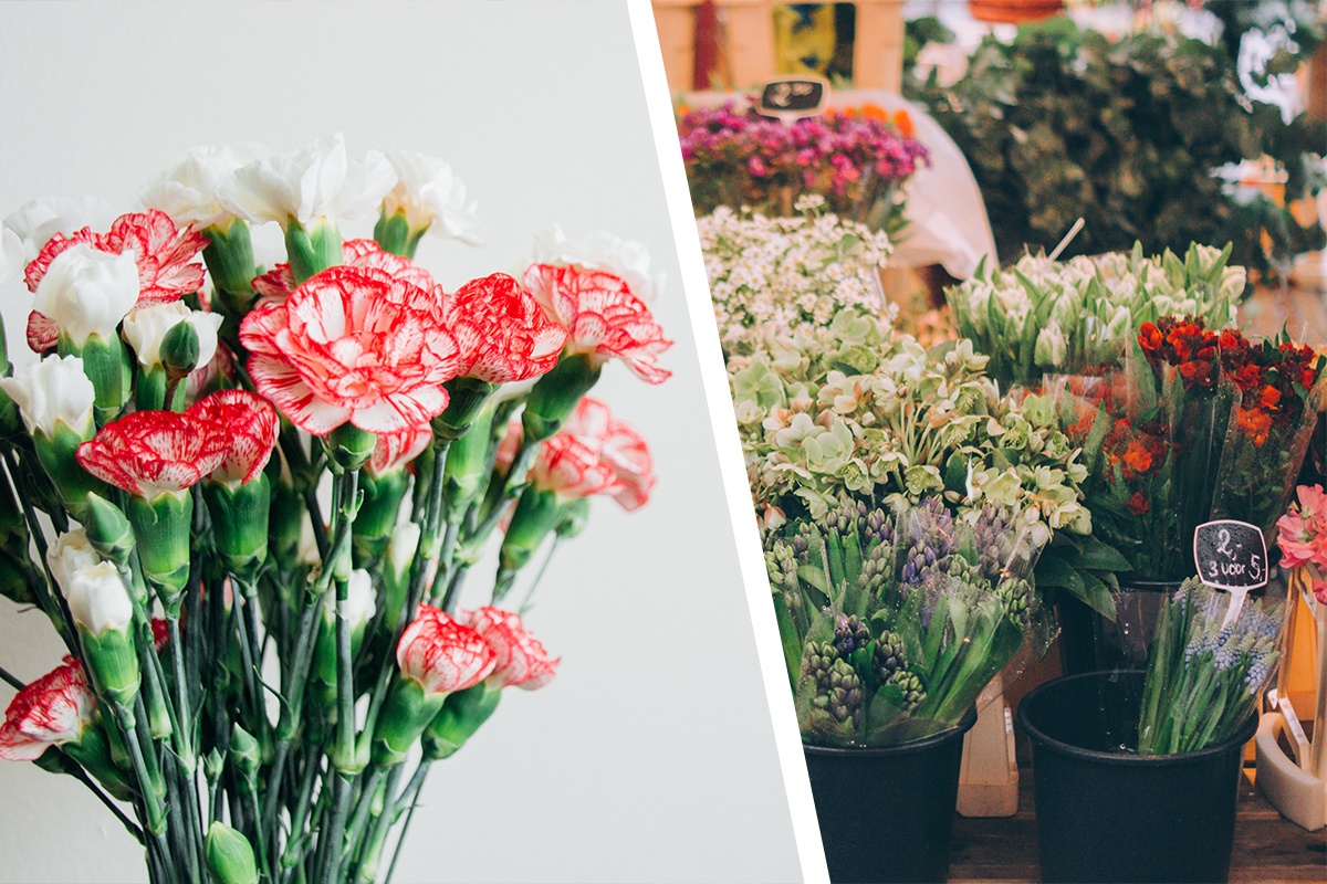 Stor guide om blommor! Allt du vill veta om färger, namn och olika sorters betydelse