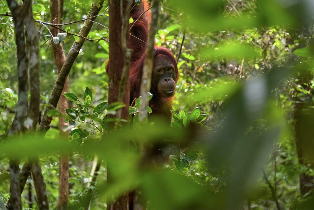 orangutang