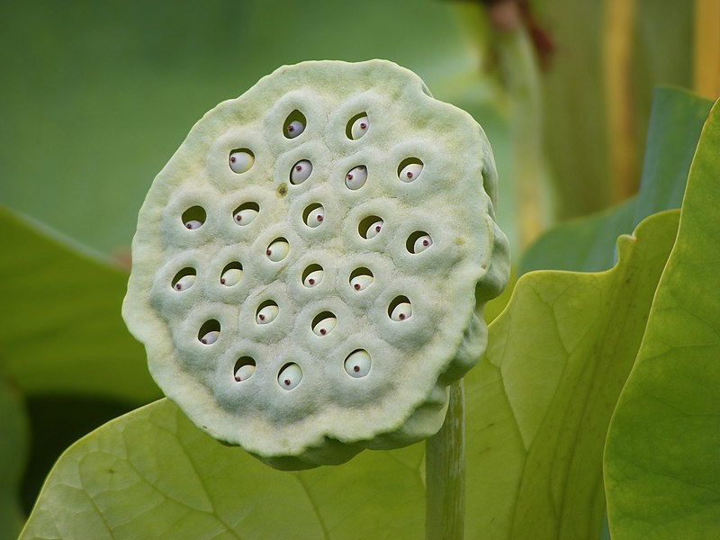 trypofobi bilder