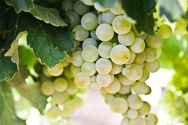 Gröna druvor från vindistriktet Bordeaux