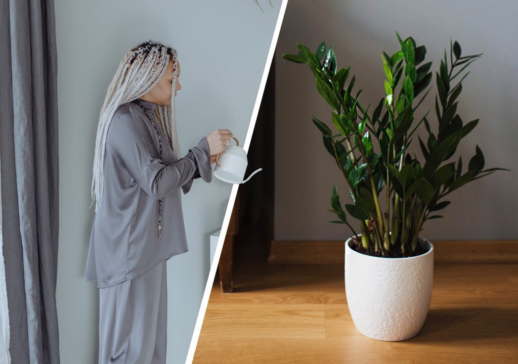 Garderobsblomma skotselrad