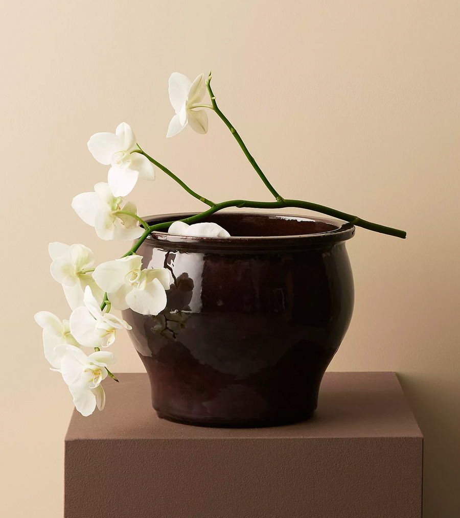 garderobsblomma kruka brun