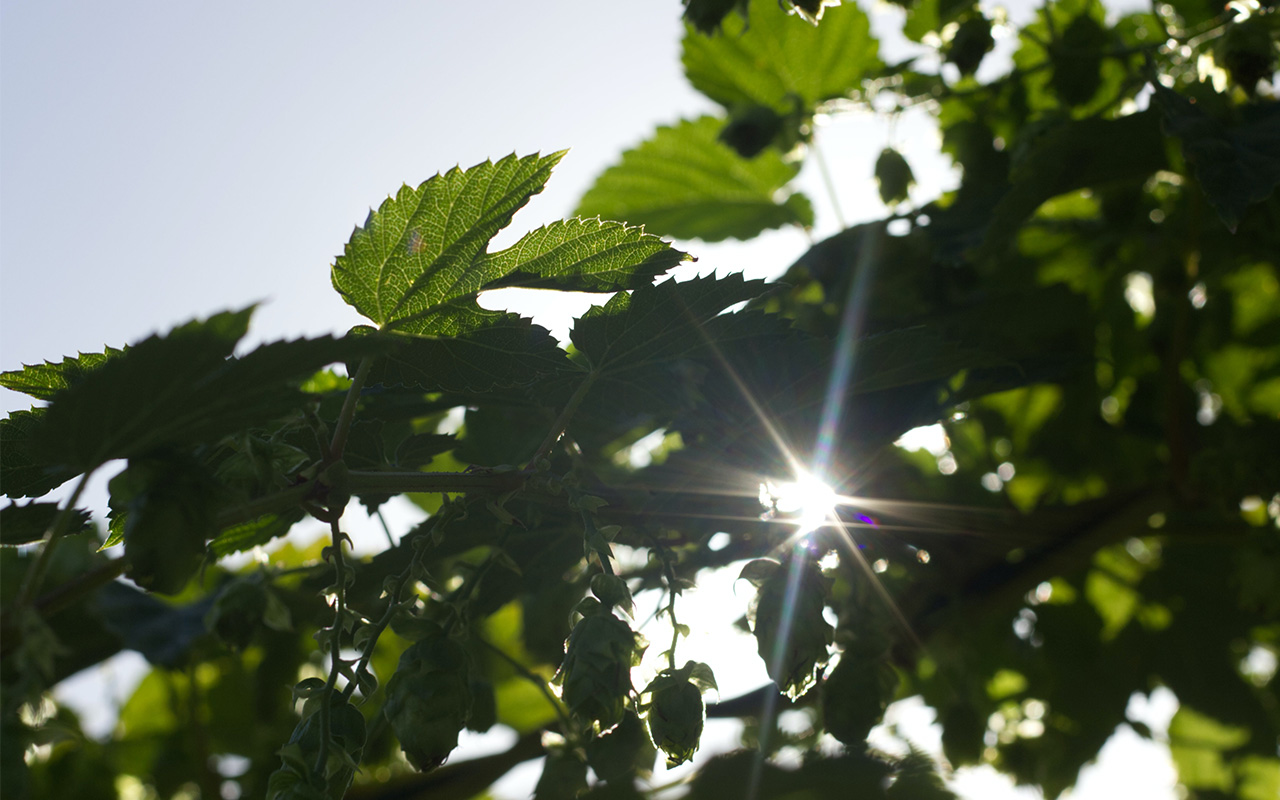 3 positiva nyheter för klimatet och djuren