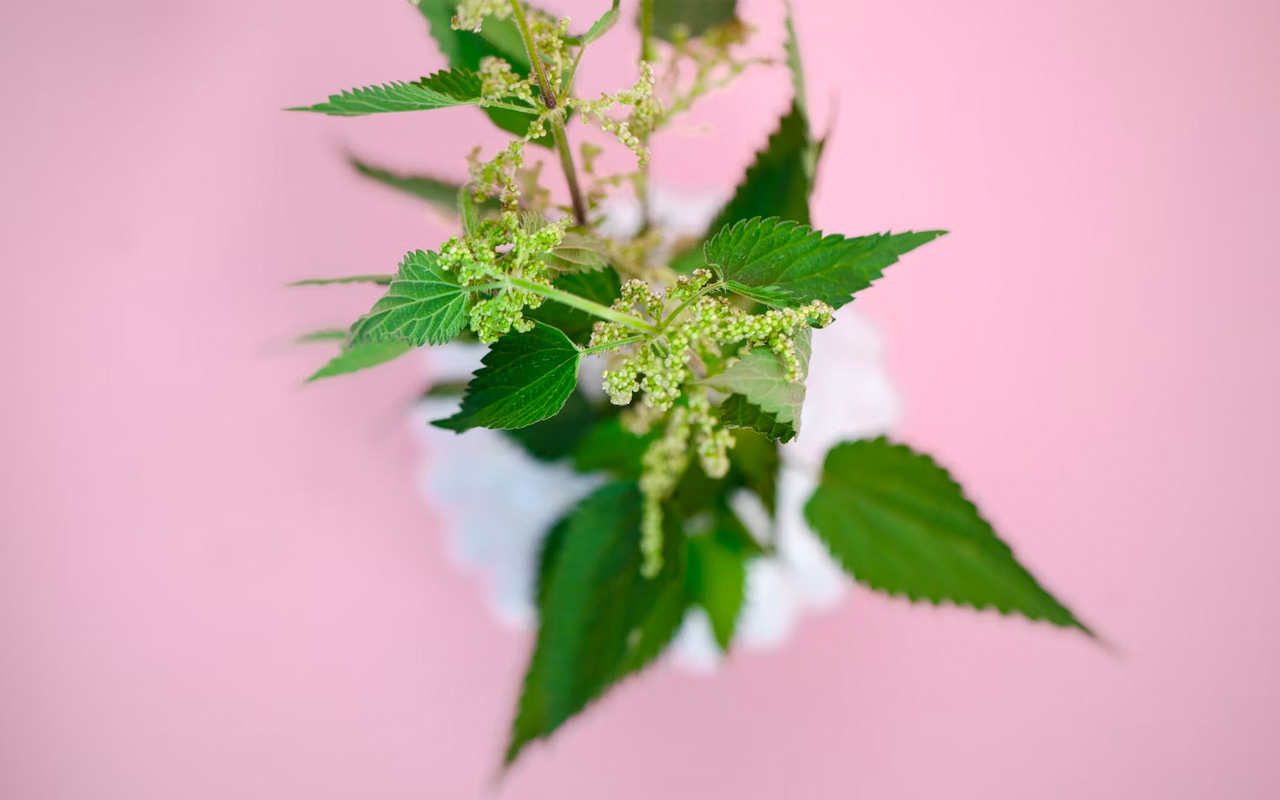 Så lagar du vårens godaste nässelsoppa