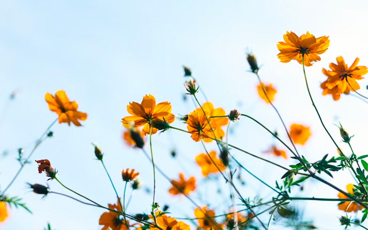 Dagens horoskop: 19 juni 2023
