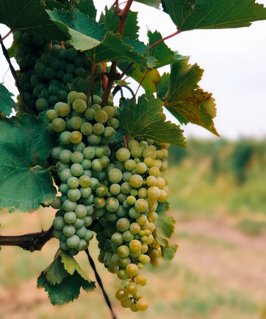 Vilket vitt vin ska man kopa?