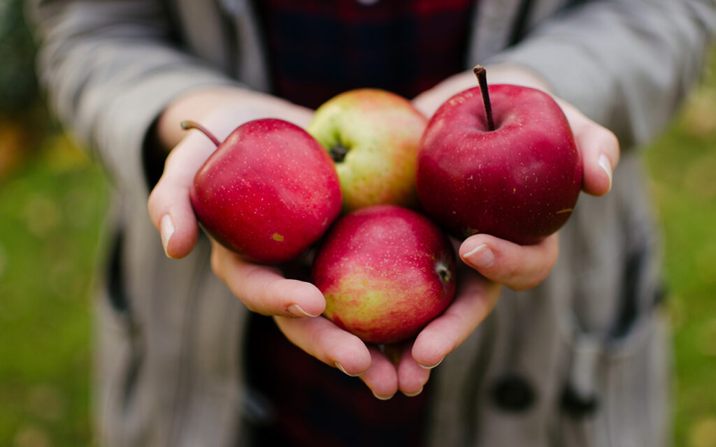 äppel säsong sverige
