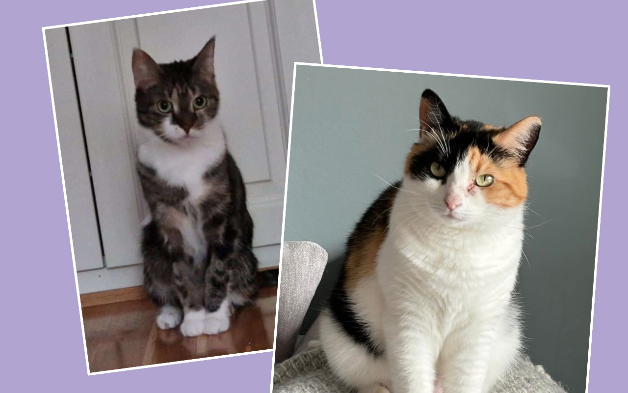 4 katter som behöver nya hem (nu!)