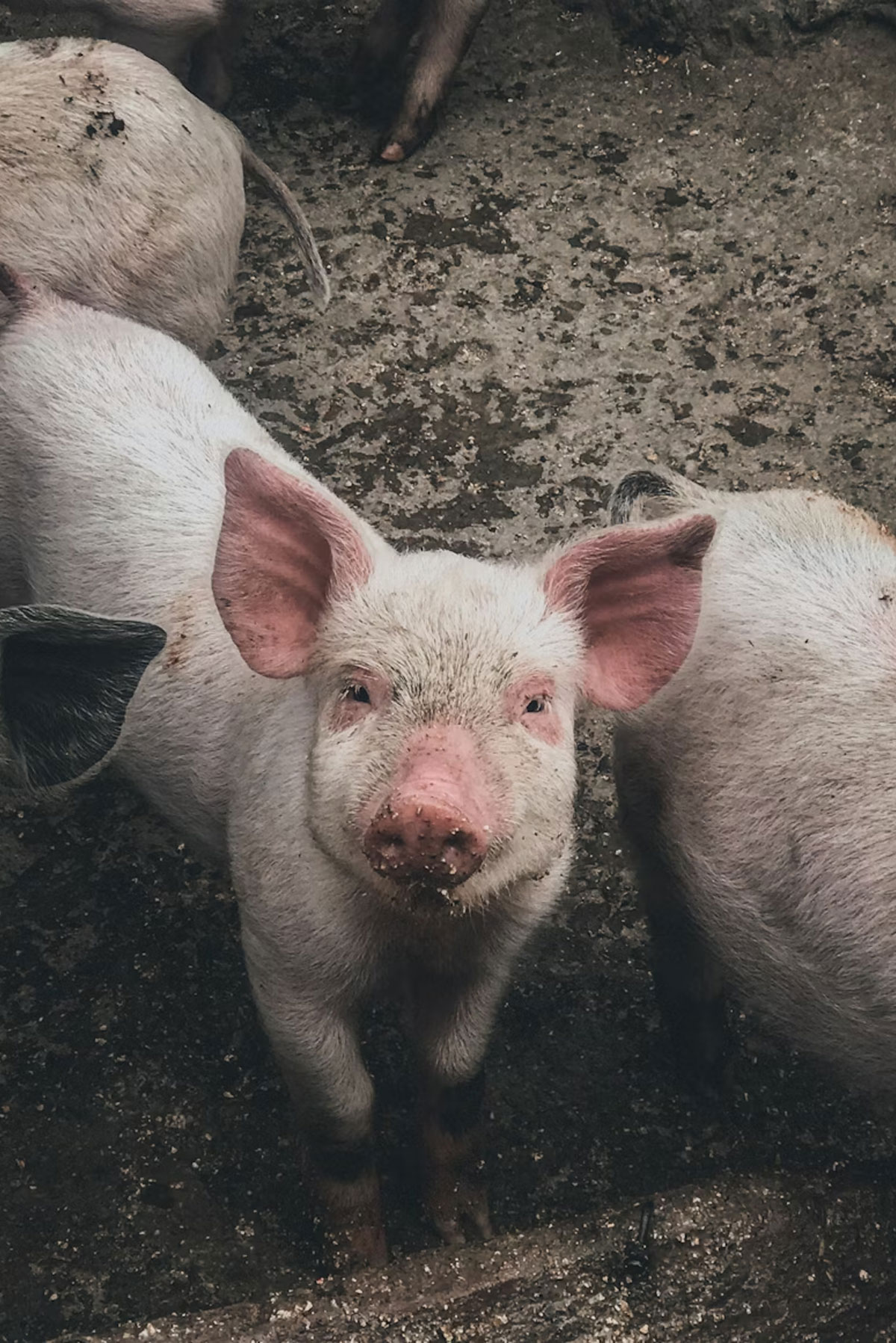 Dags att bojkotta julskinkan?