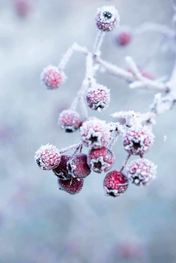 Dagens horoskop: 24 januari 2026