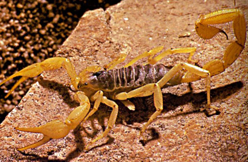 Skorpion att adoptera