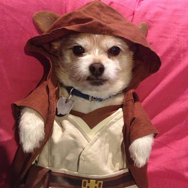 Hund som Jedi.