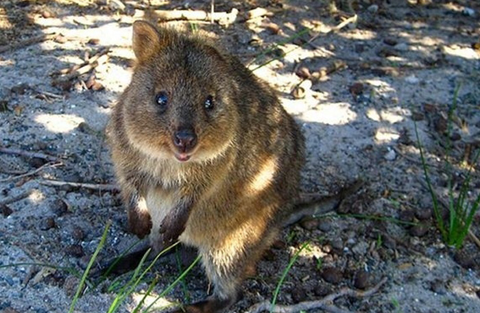 Quokka