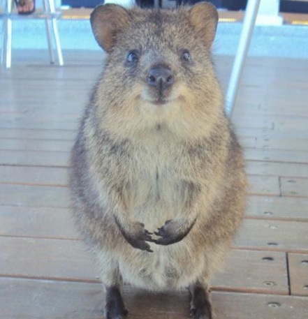 Quokka