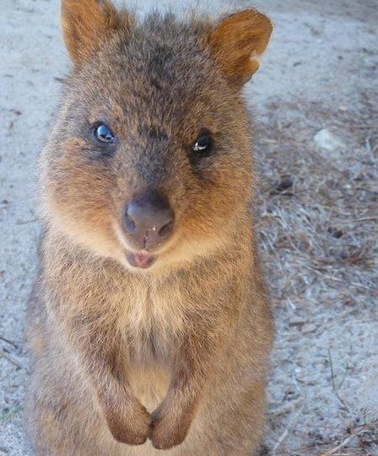 Quokka