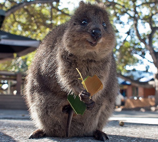 Quokka