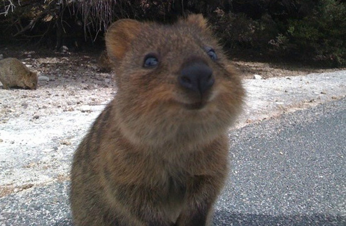 Quokka