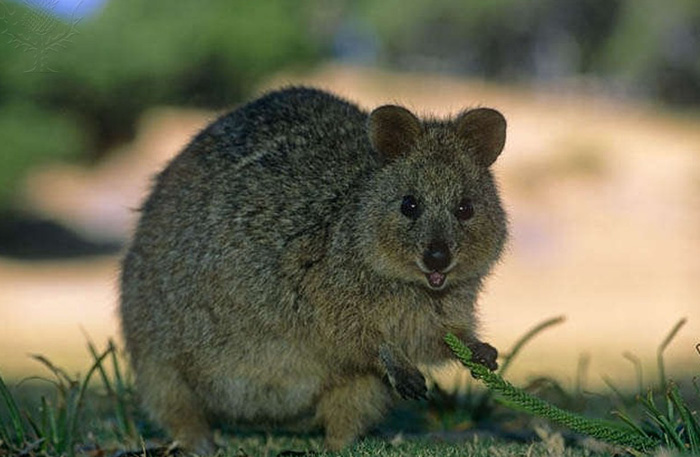 Quokka