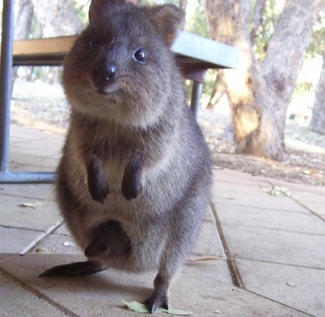 Quokka