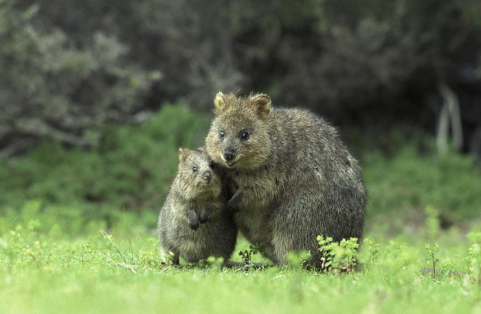 Quokka
