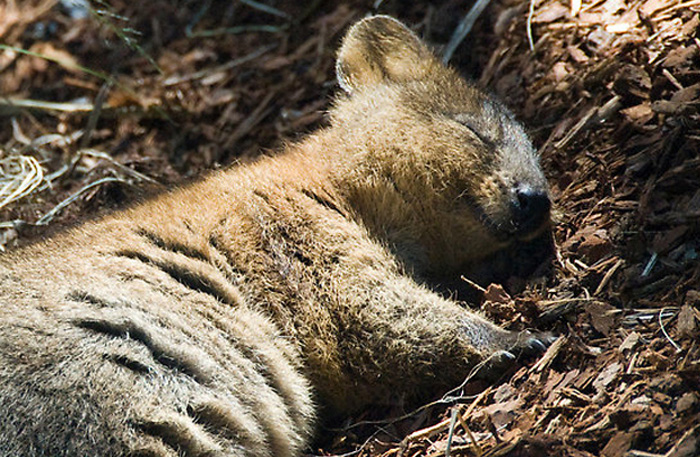 Quokka
