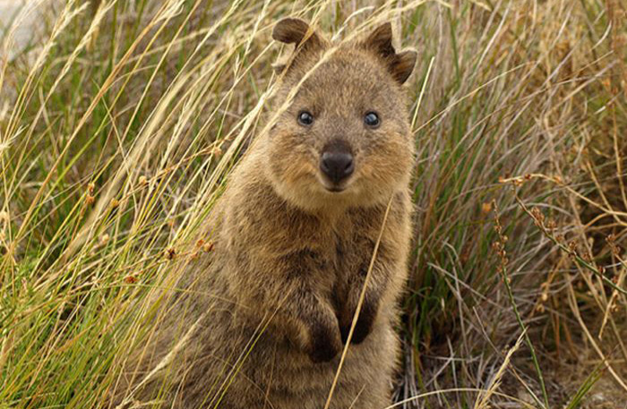 Quokka
