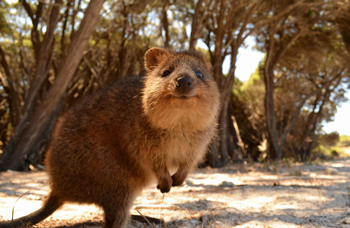 Quokka