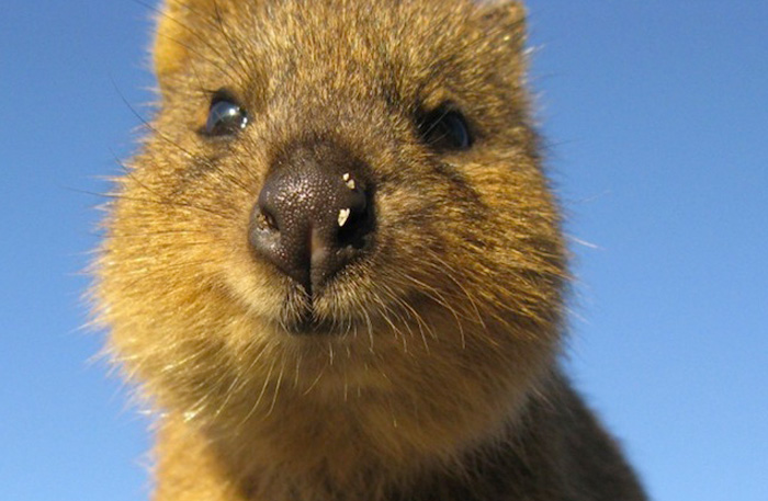Quokka