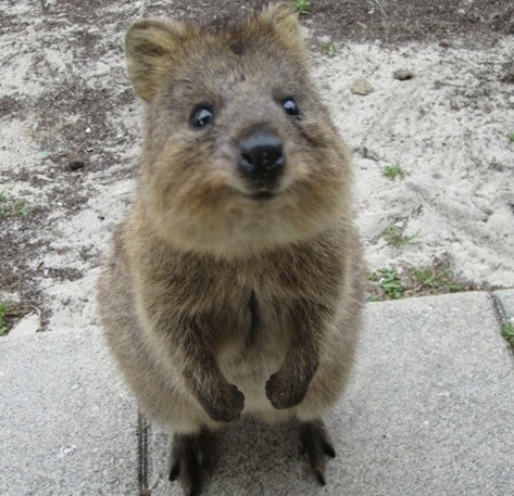 Quokka