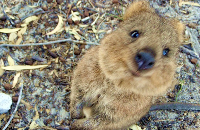 Quokka
